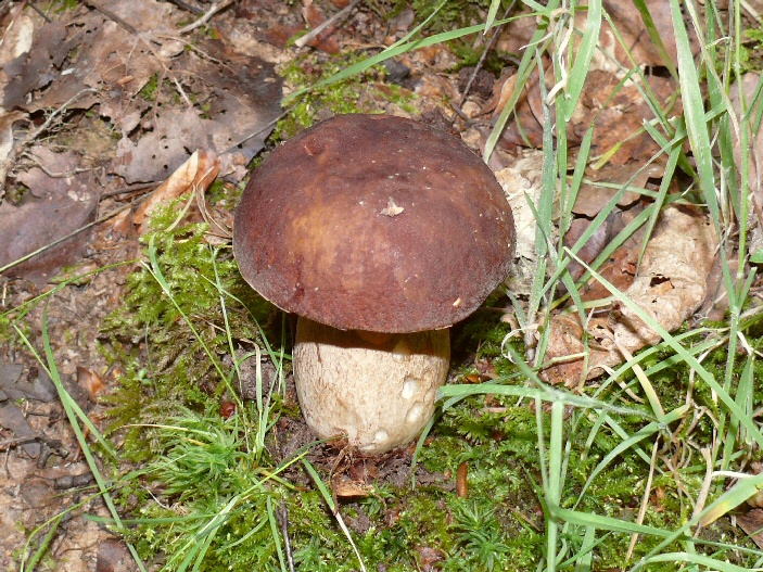 P1100051 Boletus aereus cc crp aconf